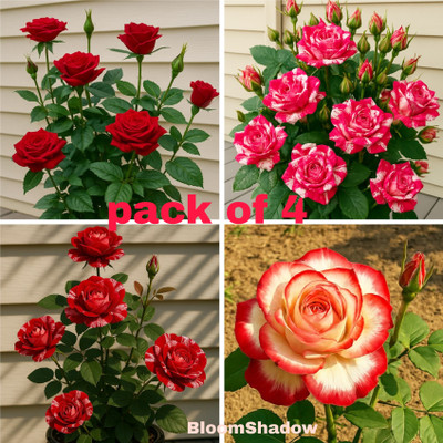 BloomShadow Rose Plant(Hybrid, Pack of 4)