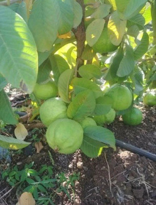 Taiwan Guava Plant(Hybrid, Pack of 1)