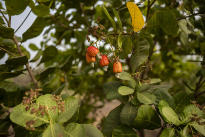 Platone Cashew Apple Plant(Hybrid, Pack of 1)