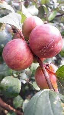 Oxygreenplant Apple Plant(Hybrid, Pack of 1)