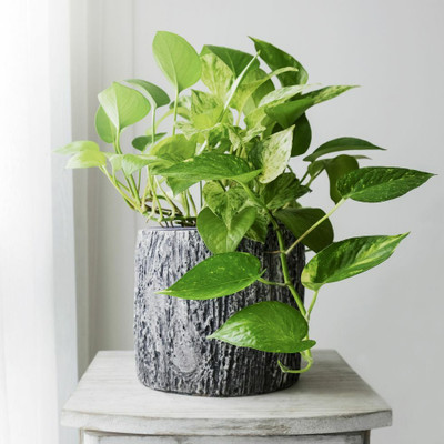 YourPlant Pothos Plant(Hybrid, Pack of 1)