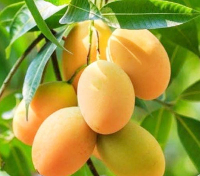 Cloud Farm Mango Plant(Hybrid, Pack of 1)
