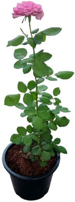 Cloud Farm Rose Plant(Hybrid, Pack of 1)