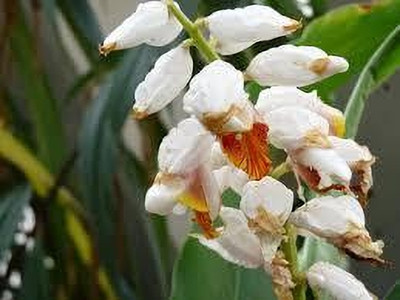 ABEFARIYA Elaichi/Cardamom Plant(Hybrid, Pack of 1)