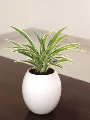 Global Mart Plant Spider Plant(Hybrid, Pack of 1)
