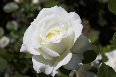 GLOBQRO Rose Plant(Hybrid, Pack of 1)