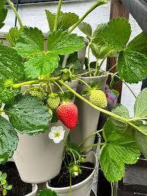 BREEZY BLOOMS Strawberry Plant(Hybrid, Pack of 1)