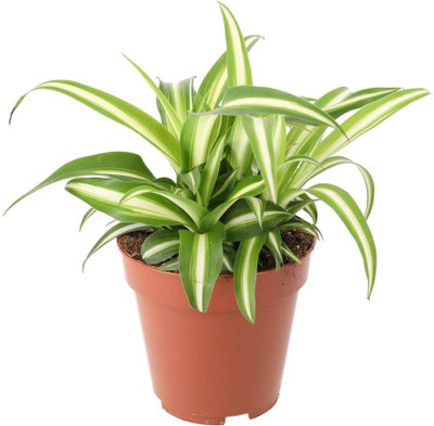 FIRESPLASH Spider Plant(Hybrid, Pack of 1)