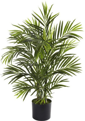 rimi Areca Plam(Hybrid, Pack of 1)