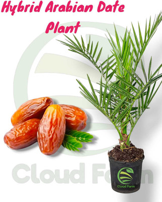 Cloud Farm ZZ Plant(Hybrid, Pack of 1)