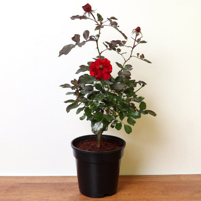 Flora Guards Rose Plant(Pack of 1)