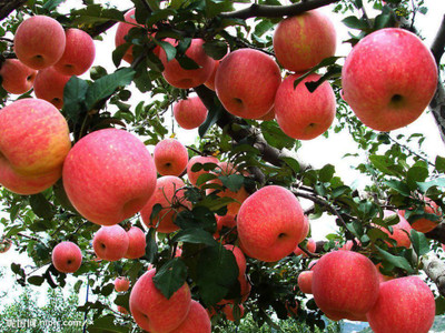 BREEZY BLOOMS Apple Plant(Hybrid, Pack of 1)