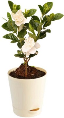 sealok Night Bloom Jasmine Plant(Hybrid, Pack of 1)