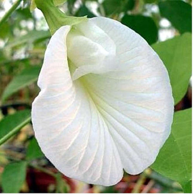 ibains White aparajita seeds Seed(60 per packet)