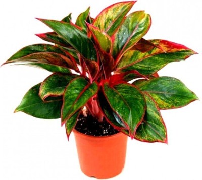 subha karna Aglaonema Plant(Pack of 1)