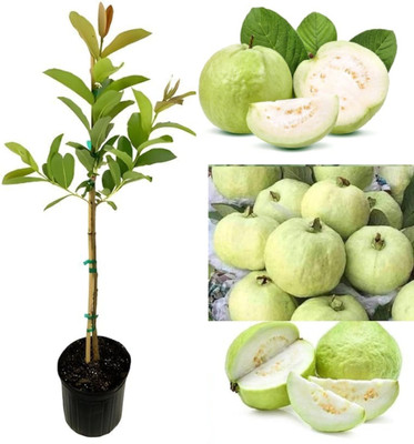 Ivaanvibes Guava Plant(Hybrid, Pack of 1)