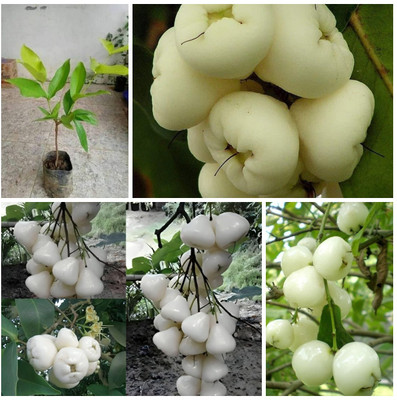 Cloud Farm Wax Apple White Wax Fruit(Hybrid, Pack of 1)