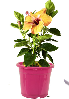 SKDIYA Hibiscus Plant(Hybrid, Pack of 1)