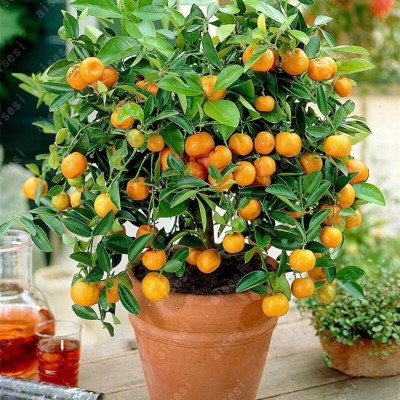 ADRIJA PLANT NURSERY Orange Plant(Hybrid, Pack of 1)