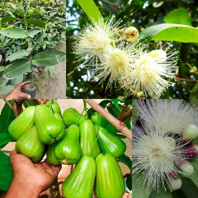 Cloud Farm Wax Apple White Wax Fruit(Hybrid, Pack of 1)