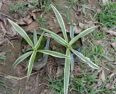 MAITRA AND SONS Spider Plant(Hybrid, Pack of 1)