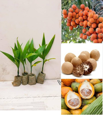 GISLENUS Betel Nut/Supari Plant(Hybrid, Pack of 1)