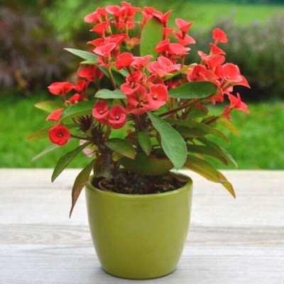 BHAJANLAL GREENERY Euphorbia Plant(Hybrid, Pack of 1)