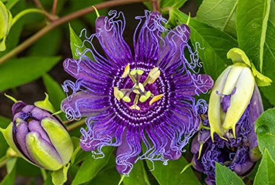 Mohomaya Passion Plant(Hybrid, Pack of 1)