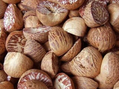 greenhousestore Betel Nut/Supari Plant(Hybrid, Pack of 1)