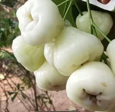 My Dream Nursery Wax Apple White Wax Fruit(Hybrid, Pack of 1)