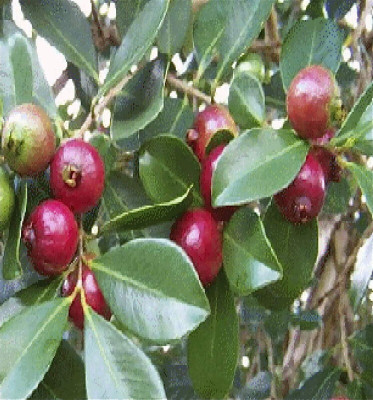 APOSOLUARD Guava Plant(Hybrid, Pack of 1)