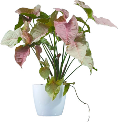 JennOnline Syngonium Plant(Pack of 1)