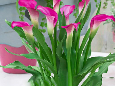 GISLENUS Lily Plant(Hybrid, Pack of 1)