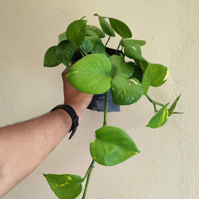 moneey Money Plant(Hybrid, Pack of 1)