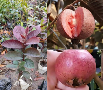YADUNIKA Guava Plant(Hybrid, Pack of 1)