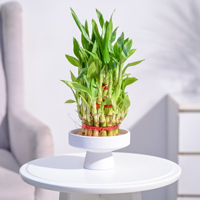 UGAOO Three Layer Bamboo Plant(Pack of 1)