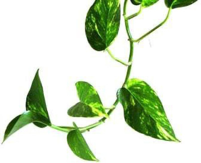 Gardeners Choice Money Plant(Hybrid, Pack of 1)