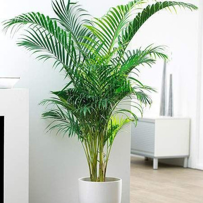 Aaranyaa enterprises Areca Palm(Hybrid, Pack of 1)