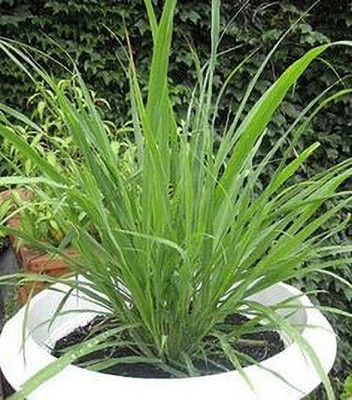 MAITRA AND SONS Lemon Grass Plant(Hybrid, Pack of 1)