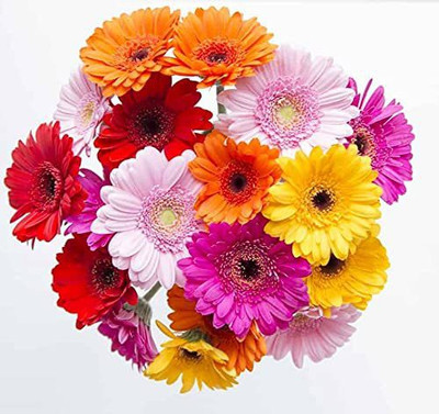 Lorvox Hybrid Gerbera Seeds Flower Seeds for Home Gardening Seed(20 per packet)