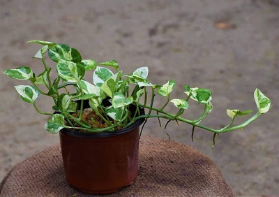 YourPlant Money Plant(Hybrid, Pack of 1)