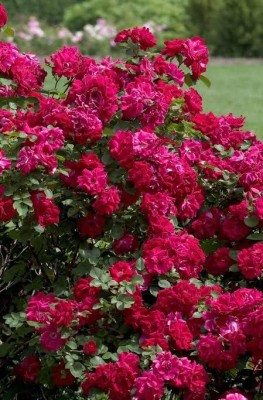 GreenHunt Rose Plant(Hybrid, Pack of 1)