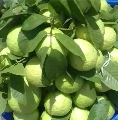 GRWEEN VIEW Guava Plant(Hybrid, Pack of 1)