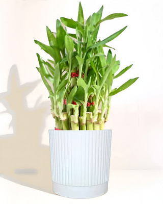 Nursery Hub Three Layer Bamboo Plant(Hybrid, Pack of 1)