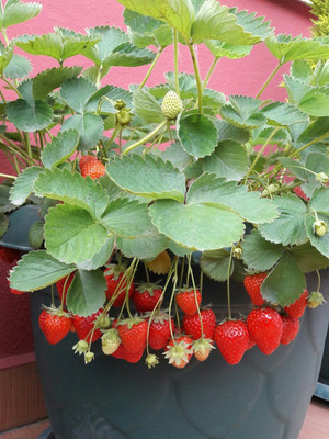 Cloud Farm Strawberry Plant(Hybrid, Pack of 1)