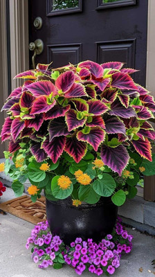 Bakuchi Ajwain Plant(Hybrid, Pack of 1)