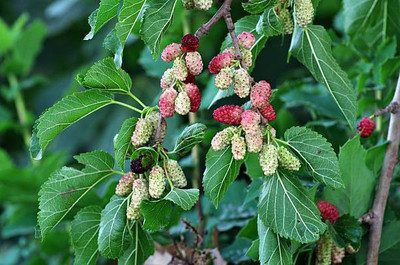 My Dream Nursery Shahtoot/Mulberry Plant(Hybrid, Pack of 1)