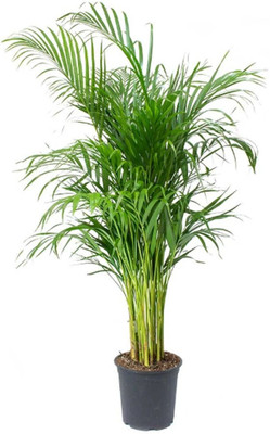 MAITRA AND SONS Areca Plam(Hybrid, Pack of 1)