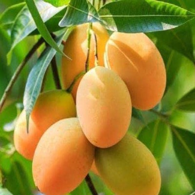 Sarika Mango Plant(Hybrid, Pack of 1)