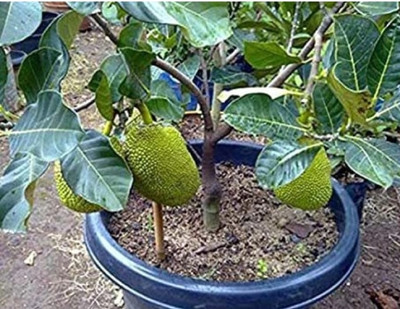 MONDAL Jackfruit Plant(Pack of 1)